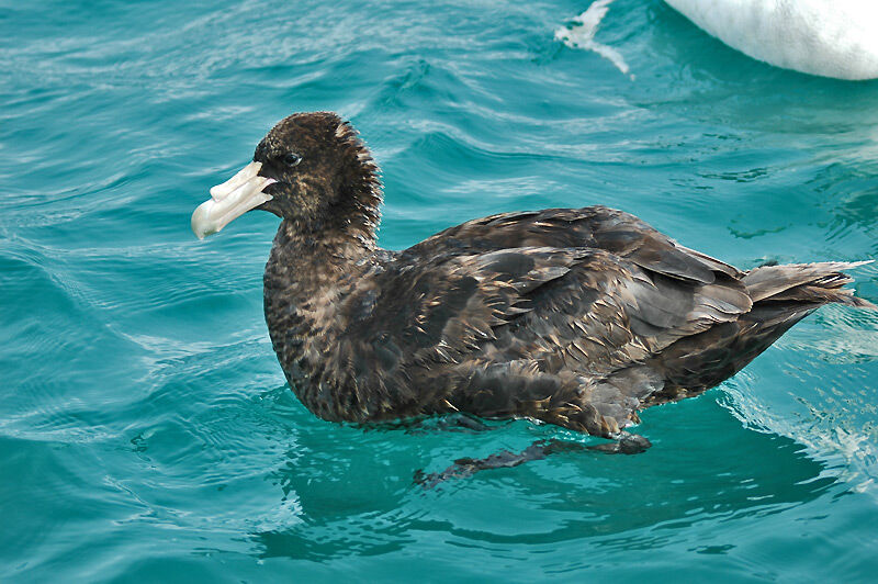 Fulmar géant - Macronectes giganteus