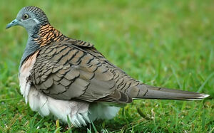 Bar-shouldered Dove