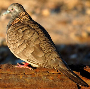 Bar-shouldered Dove