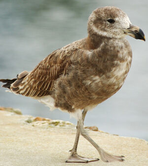 Pacific Gull