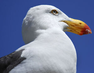 Pacific Gull