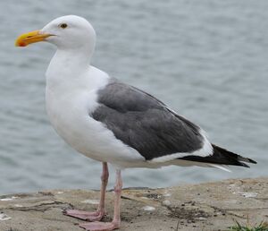 Go�land d'Audubon