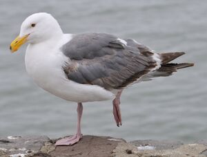 Go�land d'Audubon