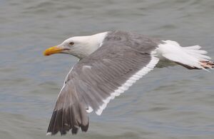 Go�land d'Audubon