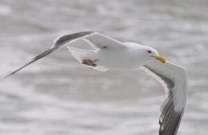 Go�land d'Audubon