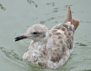 Go�land d'Audubon