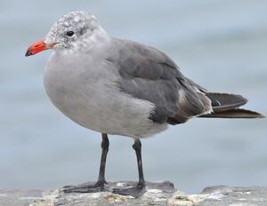 Heermann's Gull