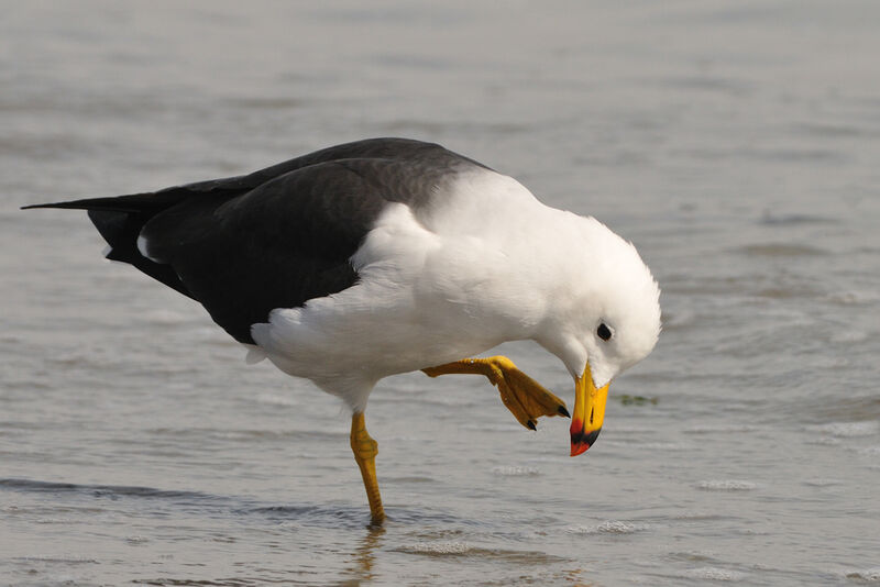 Belcher's Gull male adult
