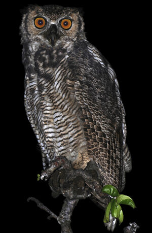 Great Horned Owl