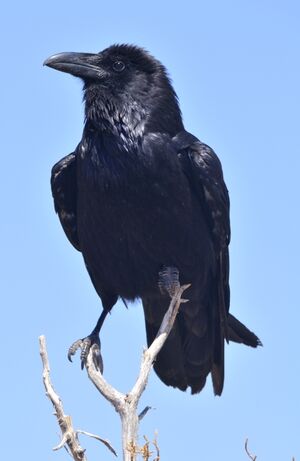 Grand Corbeau 
&copy; Patrick Ingremeau