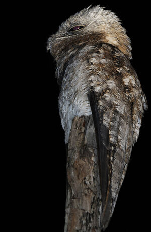 Great Potoo