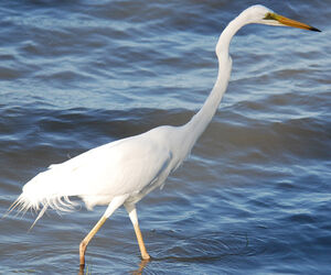 Western Great Egret