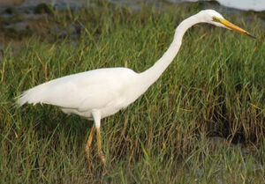 Western Great Egret