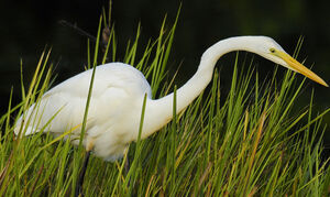 Western Great Egret