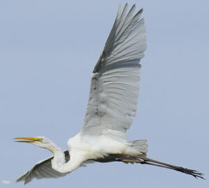 Great Egret 
&copy; Patrick Ingremeau