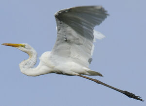 Great Egret 
&copy; Patrick Ingremeau