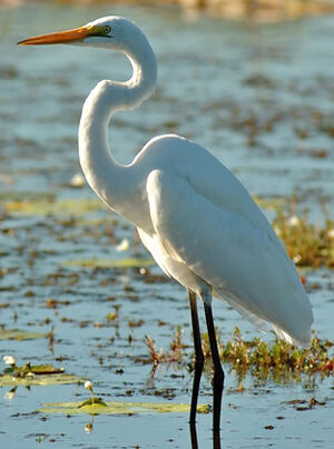 Great Egret 
&copy; Patrick Ingremeau