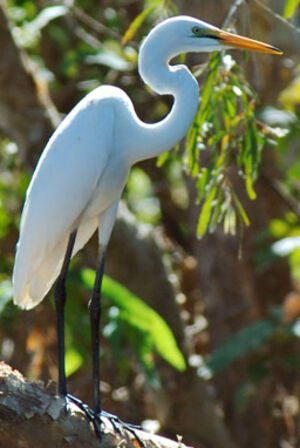 Grande Aigrette