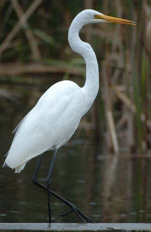 Grande Aigrette