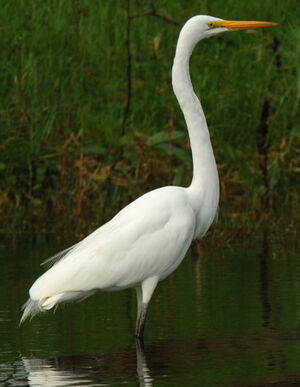 Great Egret 
&copy; Patrick Ingremeau