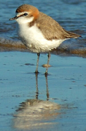 Red-capped Plover