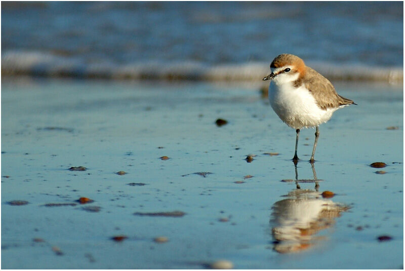 Red-capped Plover female adult