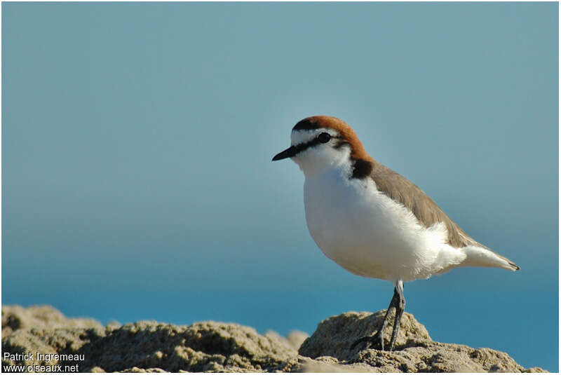 Red-capped Plover male adult