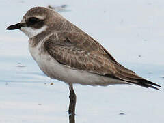 Greater Sand Plover