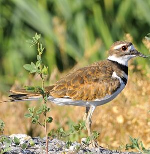 Killdeer