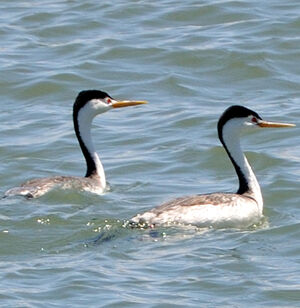 Clark's Grebe