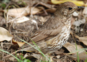 Song Thrush