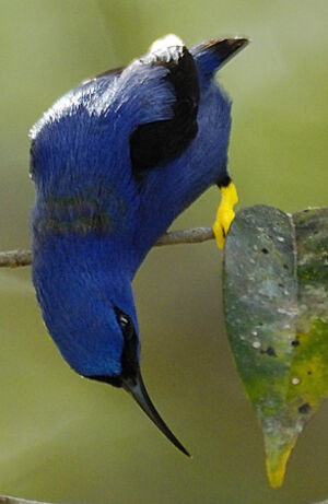 Purple Honeycreeper