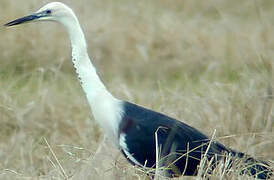 White-necked Heron
