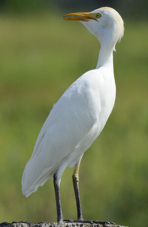 Western Cattle Egret 
&copy; Patrick Ingremeau