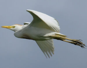 Western Cattle Egret 
&copy; Patrick Ingremeau