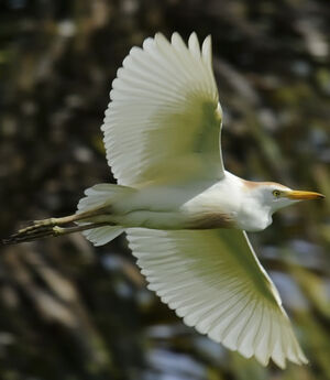 Western Cattle Egret 
&copy; Patrick Ingremeau