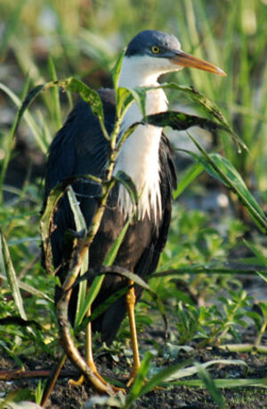 Pied Heron