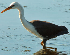 Pied Heron