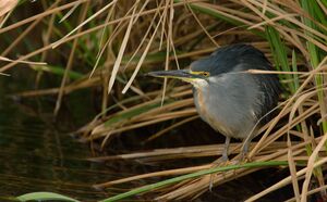 Striated Heron