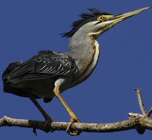 Striated Heron