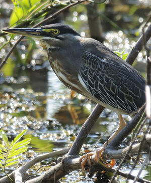 Striated Heron