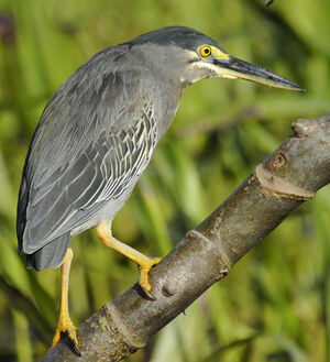 Striated Heron