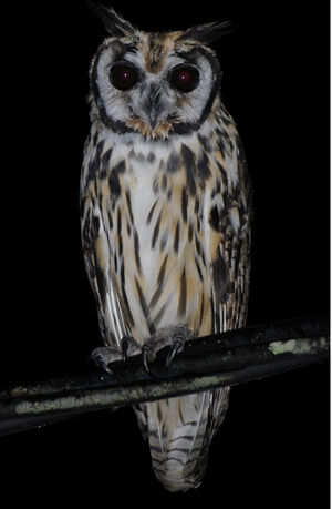 Striped Owl