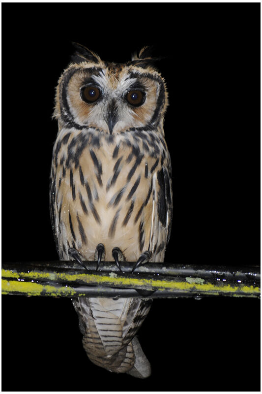 Striped Owlimmature