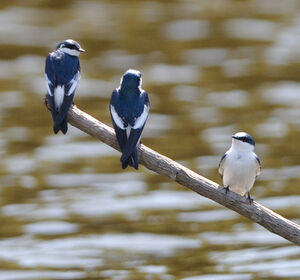 Hirondelle � ailes blanches