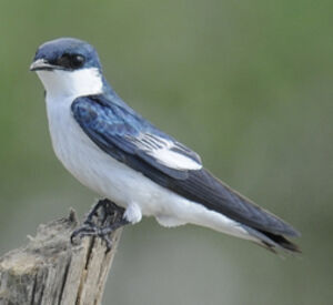Hirondelle � ailes blanches