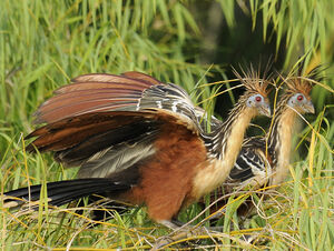 Hoatzin
