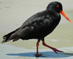 Variable Oystercatcher