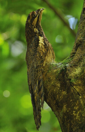 Long-tailed Potoo