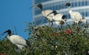 Australian White Ibis